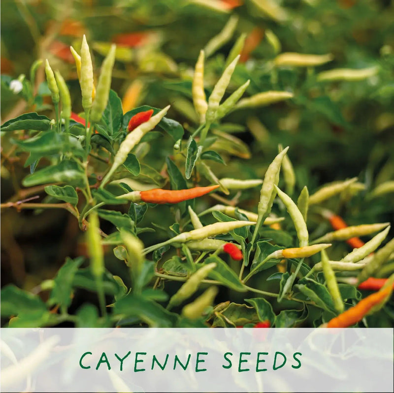 Grow Your Own Chilli Kit – 'Number One Dad' Gift Set | The Plant Gift Co. | Plant Growing Kit | THEPLANTCO - NO1DAD | AllotMate Essentials