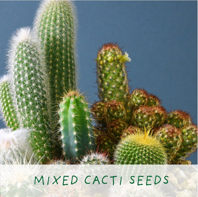 The Plant Gift Co. The Plant Gift Co. - Percy Pricklebum. Grow Your Own Cacti Kit - Plant Growing Kit - AllotMate Essentials - PRC - PRC - 