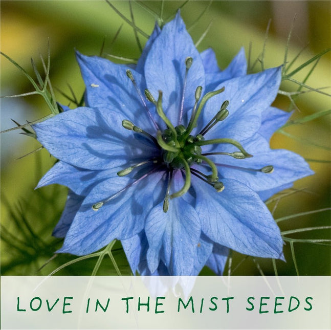 The Plant Gift Co. The Plant Gift Co. - Seeds of Love. Grow Your Own Plant Kit - Flower Plant Kit - AllotMate Essentials - SDS - OF - LV - GRW - 