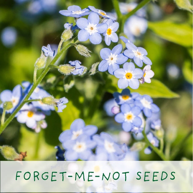 The Plant Gift Co. The Plant Gift Co. - Seeds of Love. Grow Your Own Plant Kit - Flower Plant Kit - AllotMate Essentials - SDS - OF - LV - GRW - 