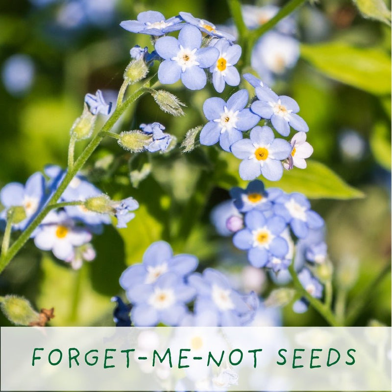 Seeds of Love Plant Kit – Eco - Friendly Romantic Gift | The Plant Gift Co. | Flower Plant Kit | SDS - OF - LV - GRW | AllotMate Essentials