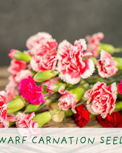 Seeds of Love Plant Kit – Eco - Friendly Romantic Gift | The Plant Gift Co. | Flower Plant Kit | SDS - OF - LV - GRW | AllotMate Essentials