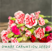 Seeds of Love Plant Kit – Eco - Friendly Romantic Gift | The Plant Gift Co. | Flower Plant Kit | SDS - OF - LV - GRW | AllotMate Essentials