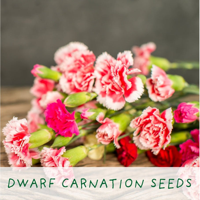 Seeds of Love Plant Kit – Eco - Friendly Romantic Gift | The Plant Gift Co. | Flower Plant Kit | SDS - OF - LV - GRW | AllotMate Essentials