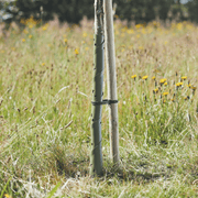 Useful Spiral Tree Guard, 60 cm | Plant Protection | 8800009 5050642071093 | AllotMate Essentials