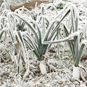 Wintermix Compost Garden Mulch | Topsoil & Compost | DWMCJB Custom Product | AllotMate Essentials