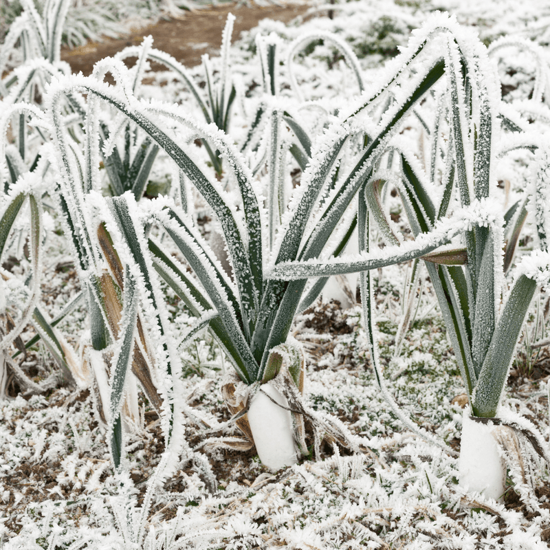 Wintermix Compost Garden Mulch | Topsoil & Compost | DWMCJB Custom Product | AllotMate Essentials