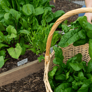 Wintermix Compost Garden Mulch | Topsoil & Compost | DWMCJB Custom Product | AllotMate Essentials