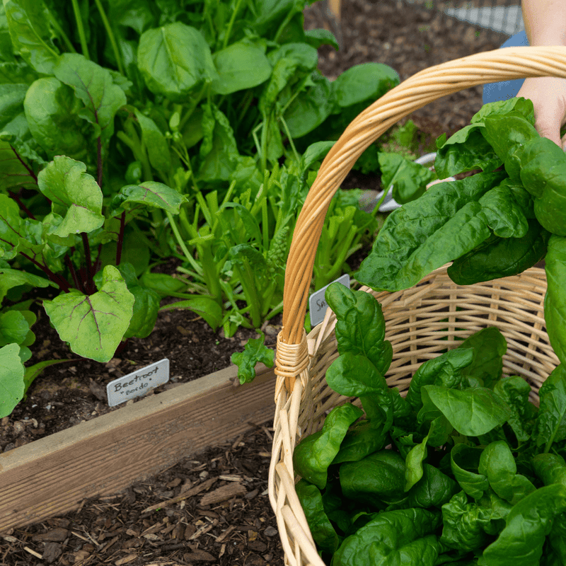 Wintermix Compost Garden Mulch | Topsoil & Compost | DWMCJB Custom Product | AllotMate Essentials