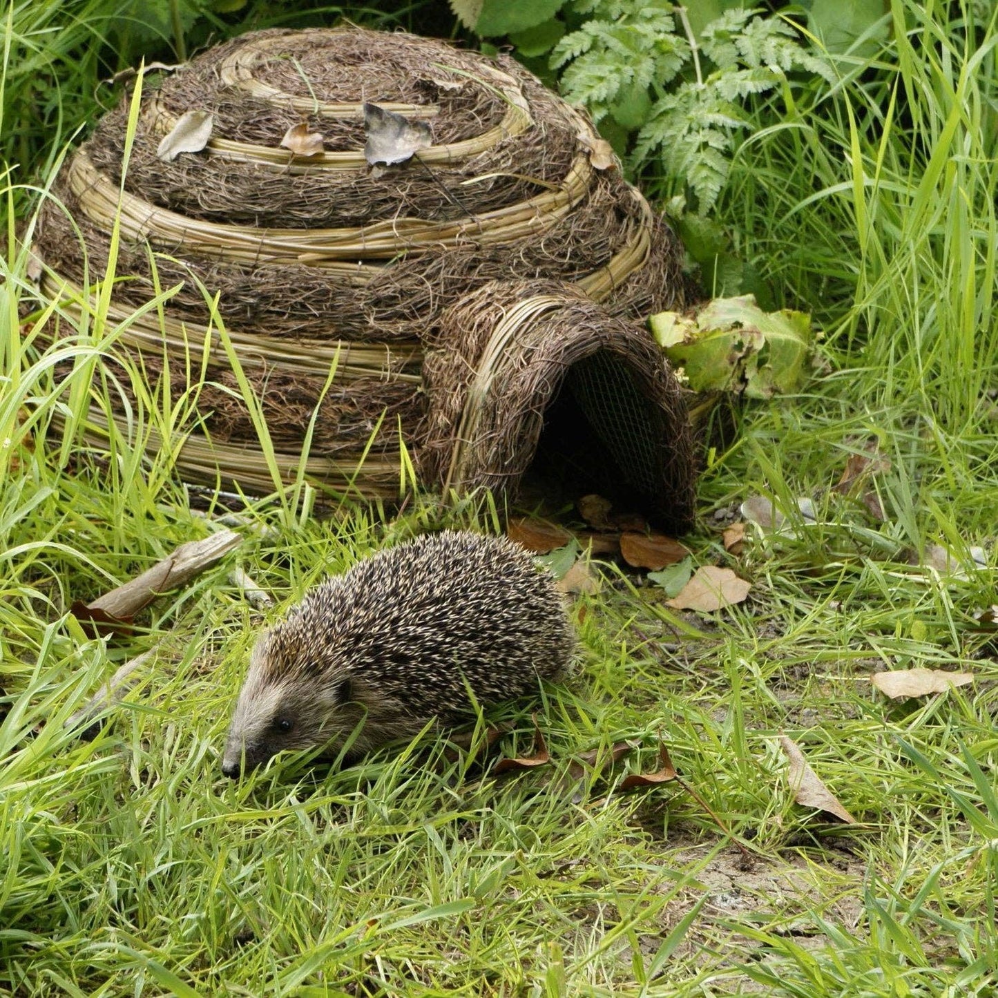  Wildlife World Igloo Hedgehog Home HH10 The Green Thumb Club