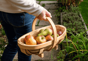 Traditional Wooden Trug – Medium Harvest Basket | FSC Wood by Burgon & Ball | Trug | GHV/TRM 5019360006985 | AllotMate Essentials
