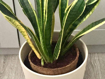 17cm Coir Plant Pots – 100% Biodegradable & Peat - Free | Ideal for Growing On | CoirProducts | Pots | CP17 5060861940650 | AllotMate Essentials