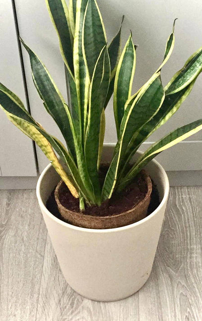 CoirProducts 17 cm Coir Pots | Plant Pots | 100% Biodegradable | 2.8 Ltr - Pots - AllotMate Essentials - CP17 - 5060861940650