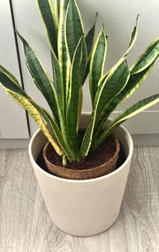 17cm Coir Plant Pots – 100% Biodegradable & Peat - Free | Ideal for Growing On | CoirProducts | Pots | CP17 5060861940650 | AllotMate Essentials