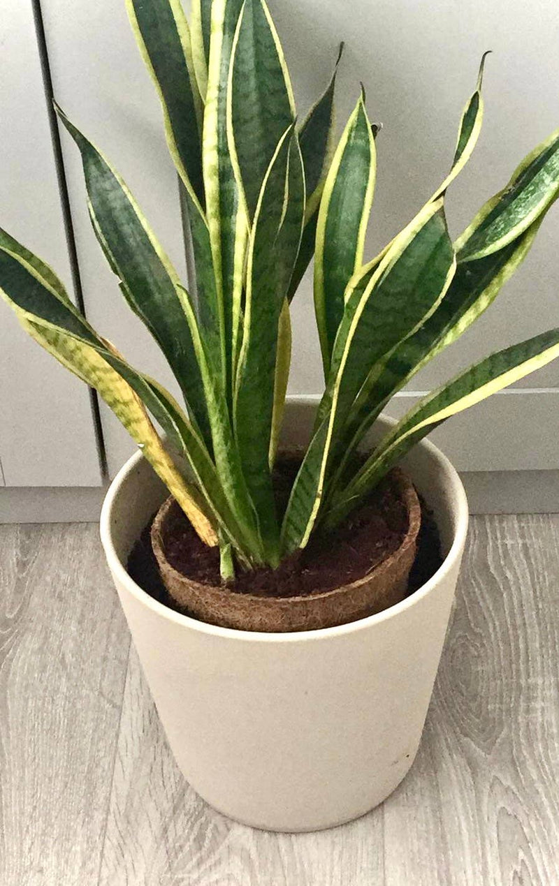 17cm Coir Plant Pots – 100% Biodegradable & Peat - Free | Ideal for Growing On | CoirProducts | Pots | CP17 5060861940650 | AllotMate Essentials