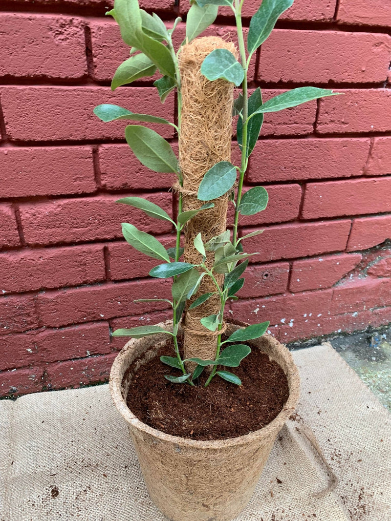 28cm Coir Plant Pots – Large Biodegradable Pots for Bigger Plants | Peat - Free | CoirProducts | Pots | CP28 23247378 | AllotMate Essentials