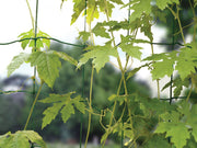 Bean & Pea Net – 1.8m x 1.8m Tangle - Free Support Mesh | Garland | Bean & Pea Netting | W0570 5031670505705 | AllotMate Essentials