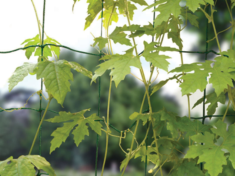 Bean & Pea Net – 1.8m x 1.8m Tangle - Free Support Mesh | Garland | Bean & Pea Netting | W0570 5031670505705 | AllotMate Essentials