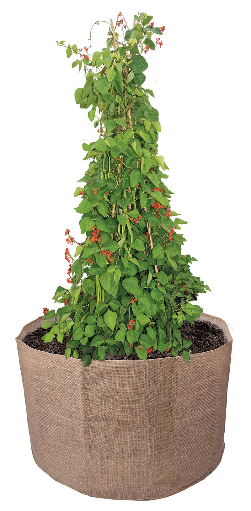 Garland Bean & Pea Bag with a free Bean & Pea Ring | Bean & Pea Planter | W0493 5031670504937 | AllotMate Essentials