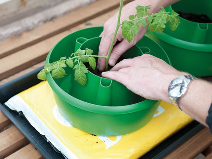 Plant Halos – Set of 3 – Watering & Feeding Support Rings | Garland | Plant Support | G167G 5031670003133 | AllotMate Essentials