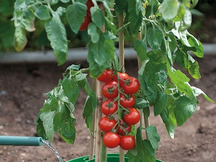 Plant Halos – Set of 3 – Watering & Feeding Support Rings | Garland | Plant Support | G167G 5031670003133 | AllotMate Essentials