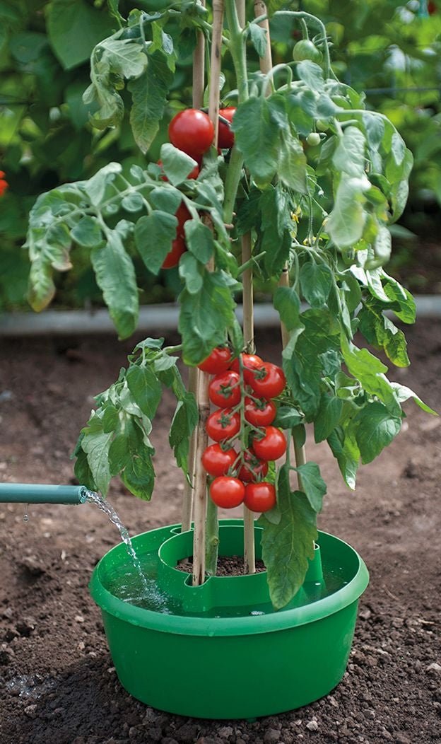 Plant Halos – Set of 3 – Watering & Feeding Support Rings | Garland | Plant Support | G167G 5031670003133 | AllotMate Essentials