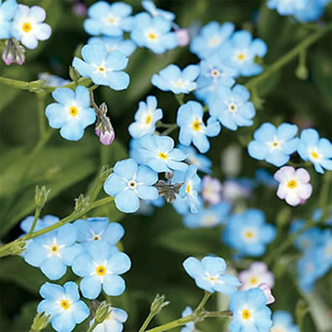 Kabloom Lovebom (Forget - Me - Not) Seedbom - Flower Seeds - AllotMate Essentials - LB6890 - 69643794