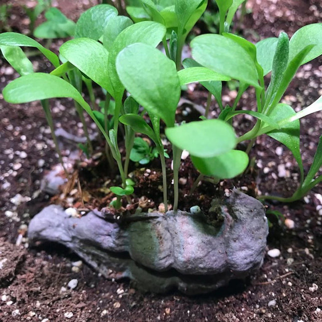 Kabloom Lovebom (Forget - Me - Not) Seedbom - Flower Seeds - AllotMate Essentials - LB6890 - 69643794